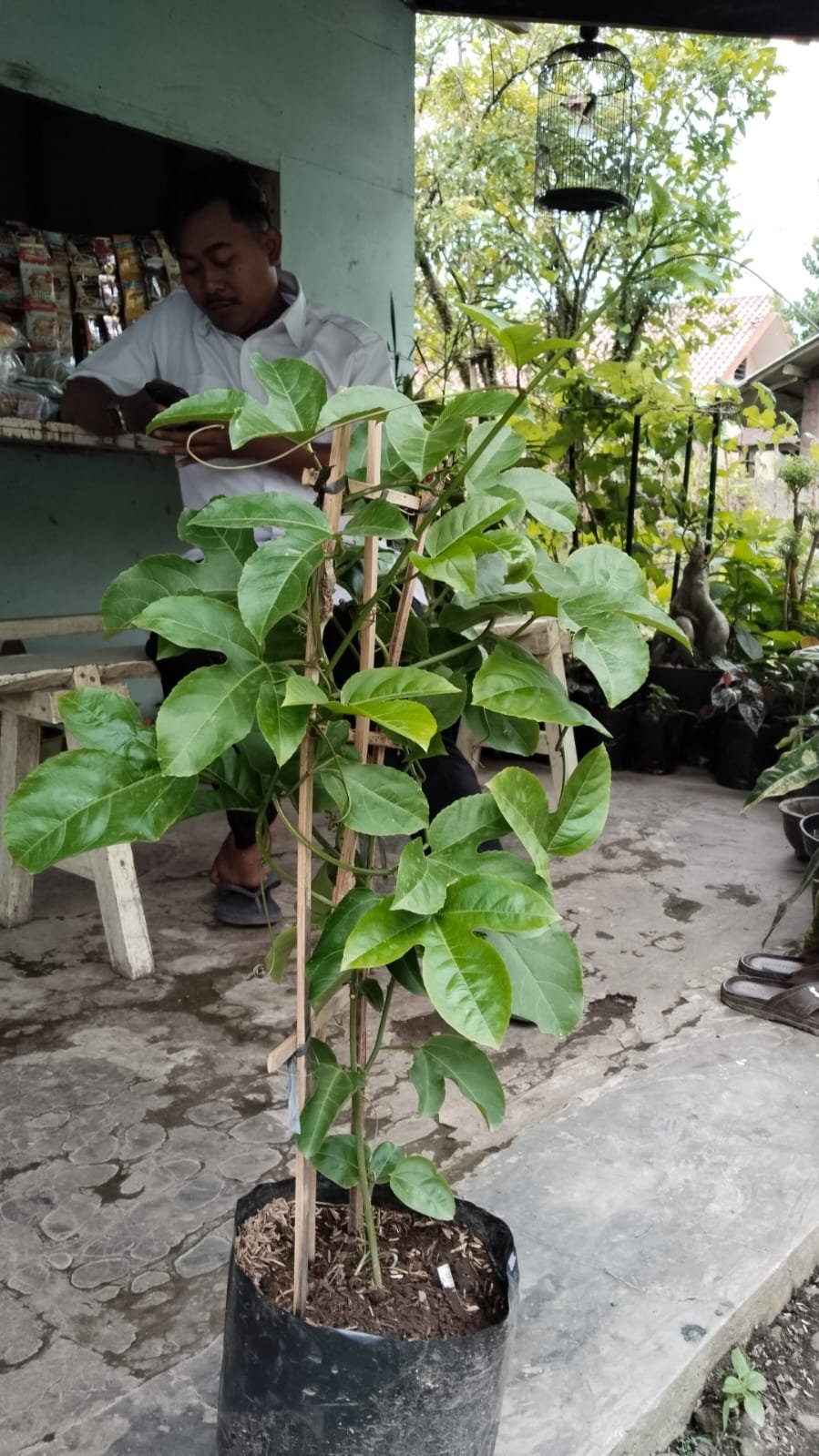 P5 Pembibitan 2